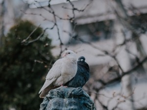 Pigeon Diarrhea Home Remedy (2 Effective Home Treatments)
