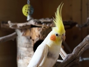 Cockatiel Vomiting Blood (2 Reasons Why + What To Do)