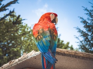 Parrot Feathers Turning White? (3 Reasons Why + What To Do)