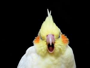 What Are Cockatiels Allergic To? (4 Things Cockatiels Are Allergic To)