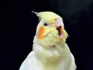 Cockatiel Mating With Hand (Why This Happens + 4 Solutions)