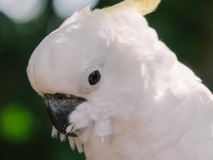 Why Do Birds Adjust Their Crop? (3 Reasons Why + What To Do)