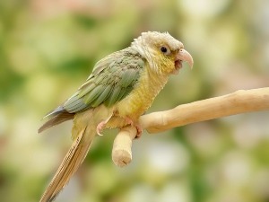 Why Does My Bird Yawn When I Pet Him (2 Reasons Why + What To Do)