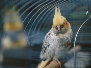 White Spots On Cockatiel Beak (2 Reasons Why + What To Do)