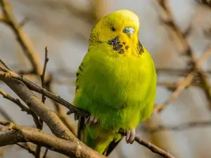 Bossy Female Budgie (4 Reasons Why + What To Do)