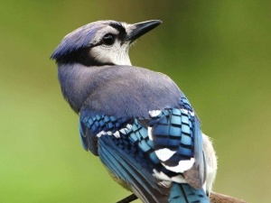 Bird Bleeding From Nose (4 Reasons Why + What To Do)