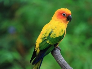 Conure Poop Red (2 Reasons Why + What To Do)