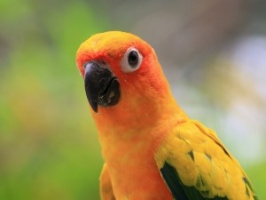 Conure Feather Problems (4 Issues To Look Out For + FAQ’s)