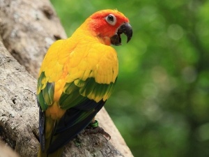 Conure Beak Problems (5 Reasons Why + What To Do)