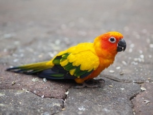 Black Spots On Conure Feathers (2 Reasons Why + What To Do)