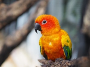 Why Is My Conure So Clingy? (2 Reasons Why + What To Do)