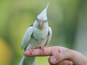 Blood In Cockatiel Poop (5 Reasons Why + What To Do)