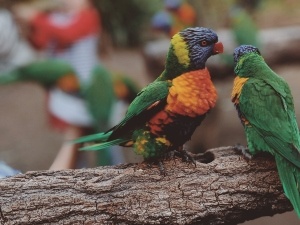 Natural Anti-Inflammatory For Birds (Treatment Options)