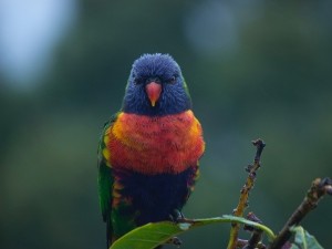 Birds’ Feathers Curling Up (5 Reasons Why + Solutions)
