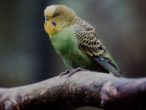 Why Has My Budgie Stopped Eating His Seed (3 Reasons Why + What To Do)