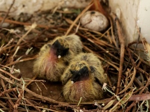 Baby Pigeon Not Flying Away (3 Reasons Why + What To Do)