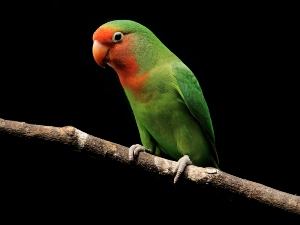 Lovebird Vomiting Clear Liquid (1 Reason Why + What To Do)