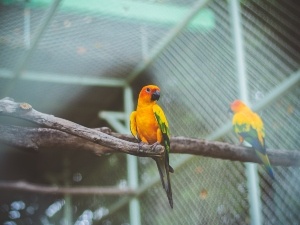 Conure Biting Other Birds Feet (2 Reasons Why + What To Do)