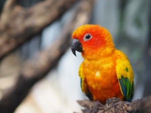 Sun Conure Feathers Turning White (3 Reasons Why + What To Do)