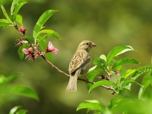 Can Birds Get Beak Burn? (A Quick Guide)