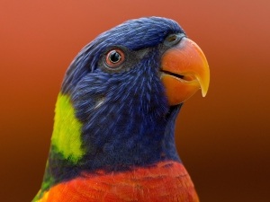 What Do Birds Sharpen Their Beaks With? (A Quick Guide)
