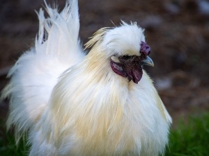 Silkie Chicken Walking Backwards (2 Reasons Why + What To Do)
