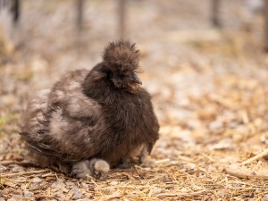 Silkie Chicken Not Walking (2 Reasons Why + What To Do)