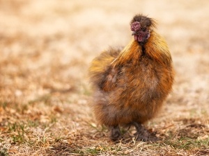 Silkie Not Walking Or Eating (2 Reasons Why + What To Do)