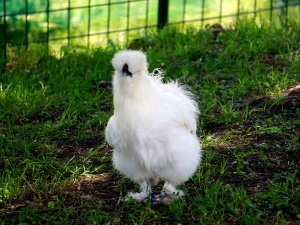 Silkie Chicken Not Walking And Is Shaking (3 Reasons Why + What To Do)
