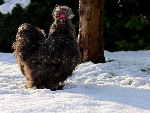 Silkie Chicken Not Walking Or Moving (2 Reasons Why + What To Do)