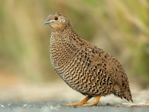 Quail Acting Strange (3 Reasons Why + What To Do)