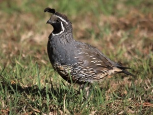 Quail Acting Drunk (2 Reasons Why + What To Do)