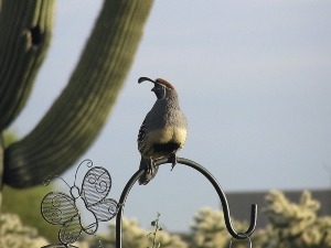 Quail Throat Movement (2 Reasons Why + What To Do)