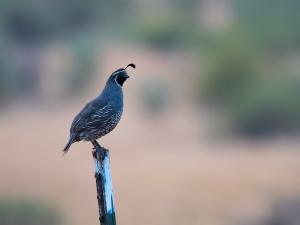 Do Quail Spit? (A Quick Guide + A Warning)