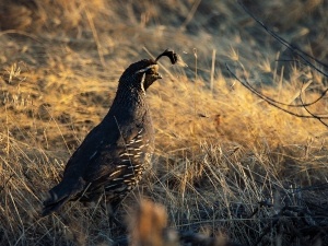 Why Is My Quail Shaking (2 Reasons Why + What To Do)