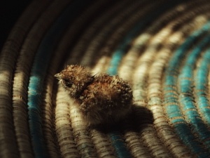 Baby Quail Laying On Back (2 Reasons Why + What To Do)