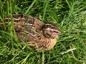 Quail Laying On Its Side (2 Reasons Why + What To Do)
