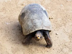 Sulcata Tortoise Making Clicking Noise (3 Reasons Why + What To Do)