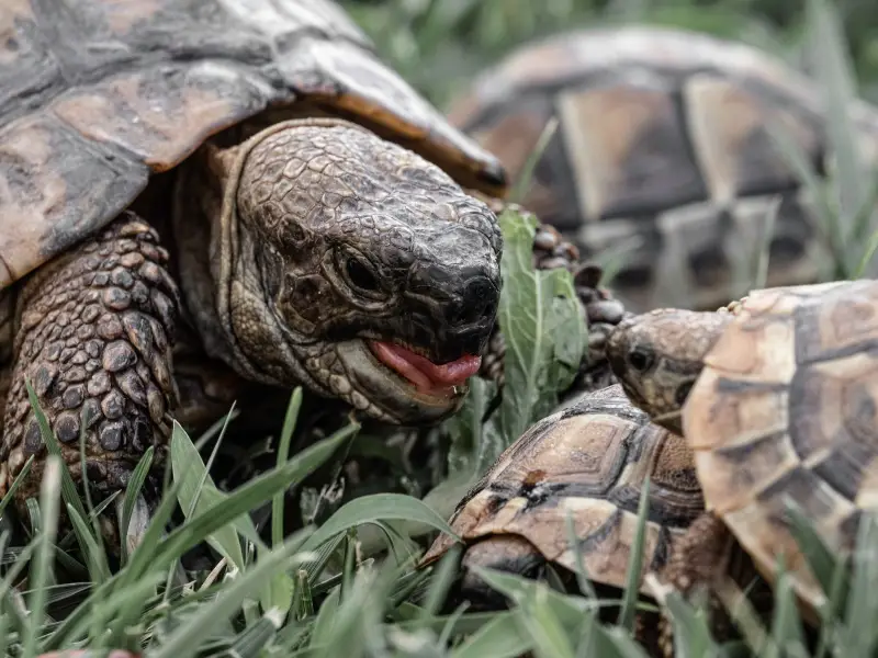 My Turtle Killed My Other Turtle (Why + What To Do)