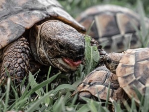Sulcata Tortoise Squeaking While Sleeping (2 Reasons Why + What To Do)