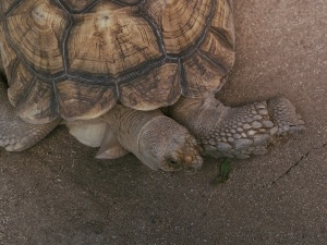 Why Is My Tortoise Squeaking And Not Eating? (2 Reasons Why + What To Do)