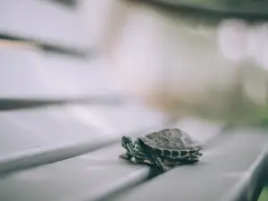 What Happens If You Drop A Baby Turtle (The Shell, Mentally + Internally)