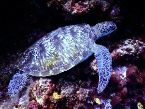 My Turtle Doesn’t Swim (3 Reasons Why + What To Do)