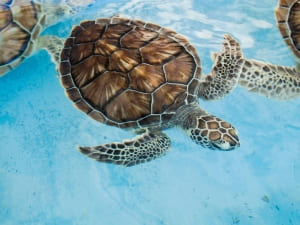 Why Does My Turtle Keep Splashing? (4 Reasons Why + What To Do)