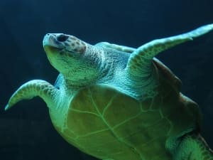 Why Is My Turtle Underweight? (2 Reasons Why + What To Do)